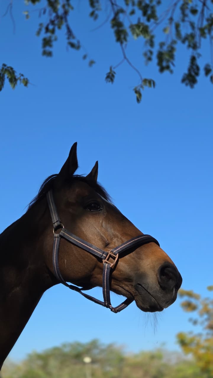 A horse in profile against a clear sky
